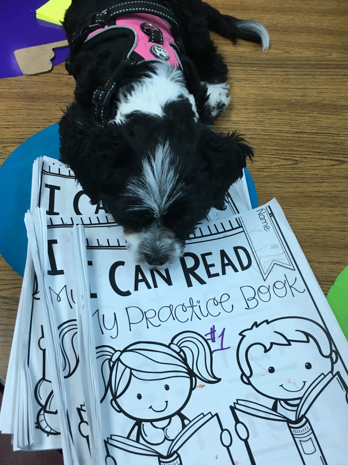 Therapy Dogs In Schools – Instructional Coaches Corner